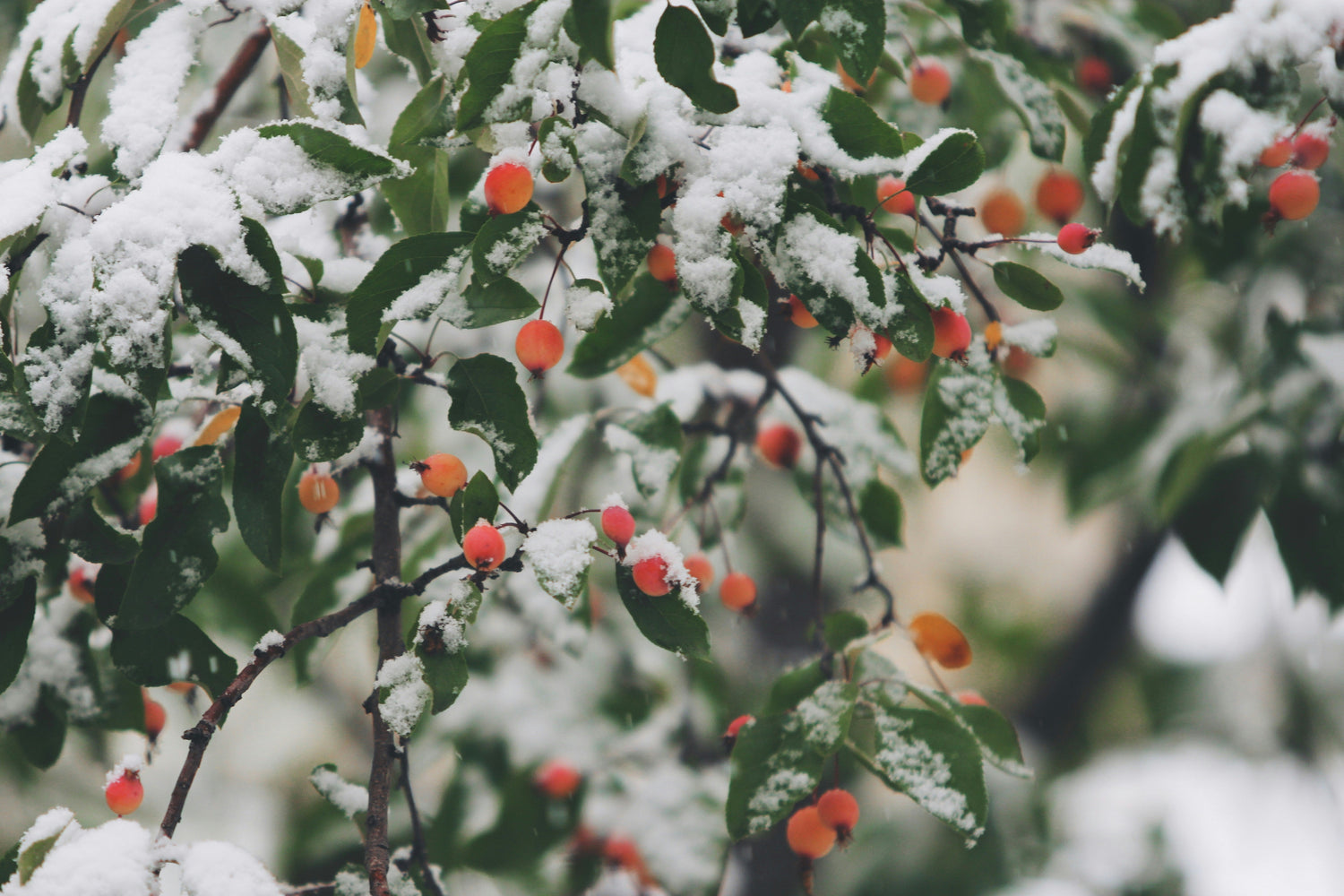 Your Gut, Your Brain & Winter Wellness - Why Food Matters More in January