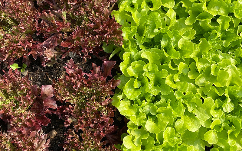 Organic salad market garden