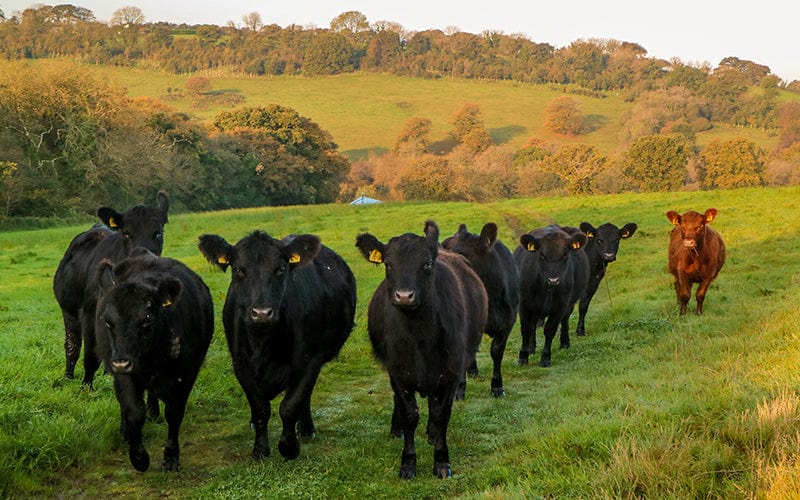 Understanding Stunning, Animal Welfare & Transparency at Eversfield Organic