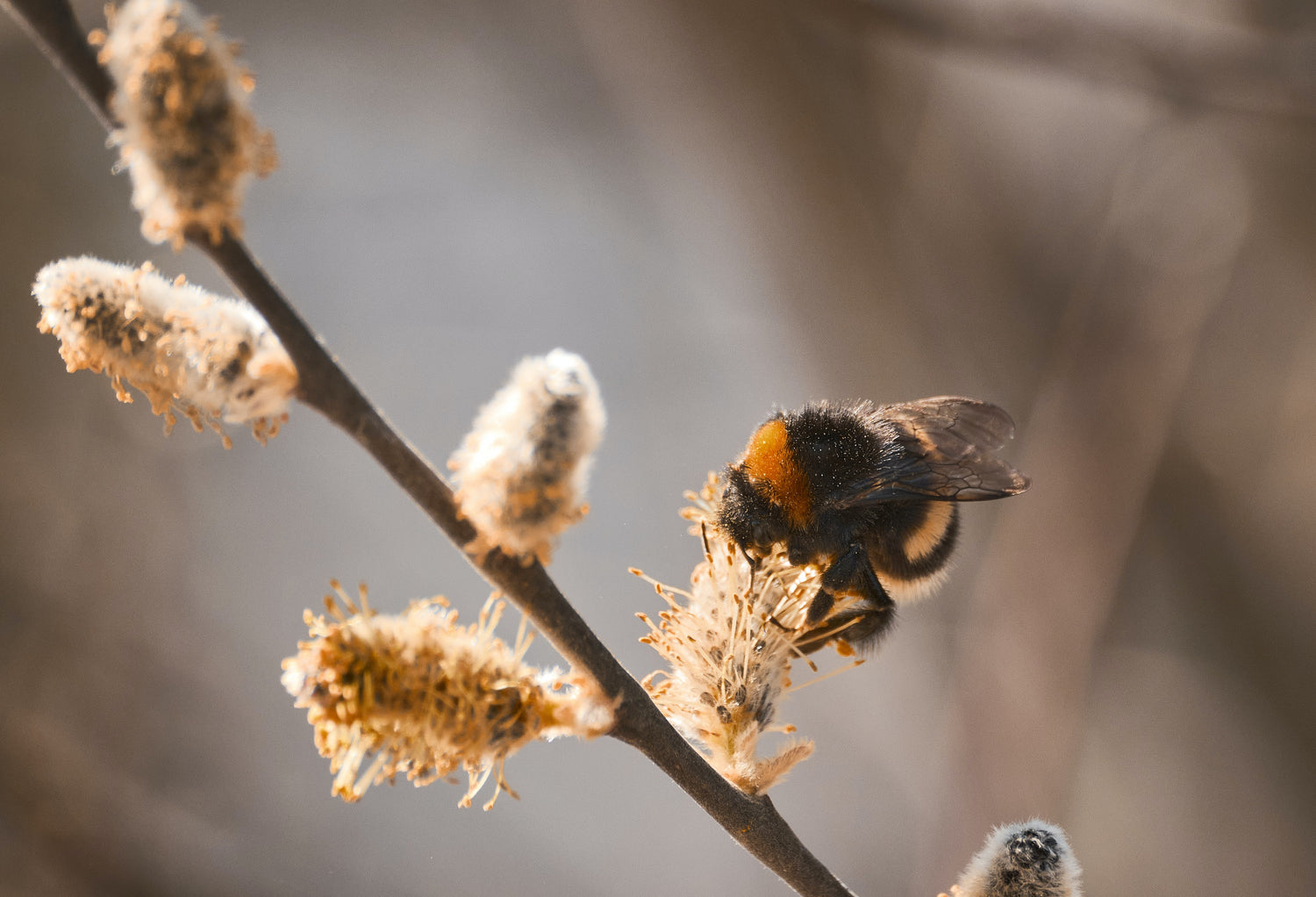 In conversation with Dave Goulson: The Plight of Bugs and Insects