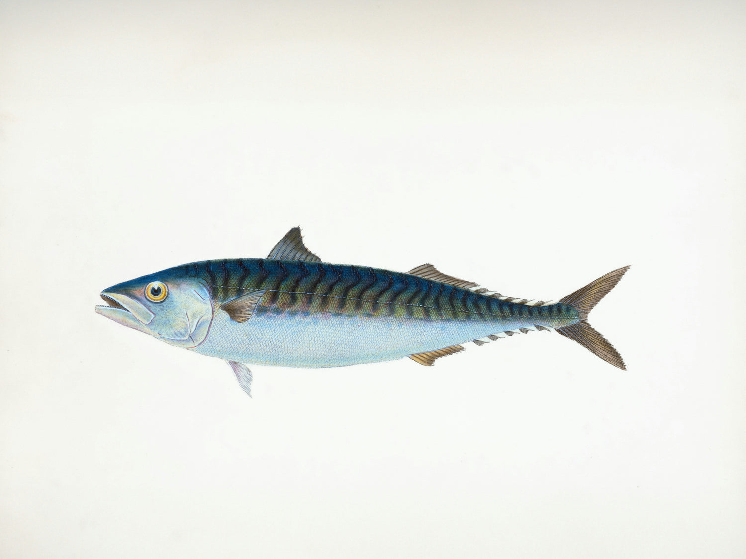 What Happens When a Fish Is No Longer Sustainable? Mackerel Update