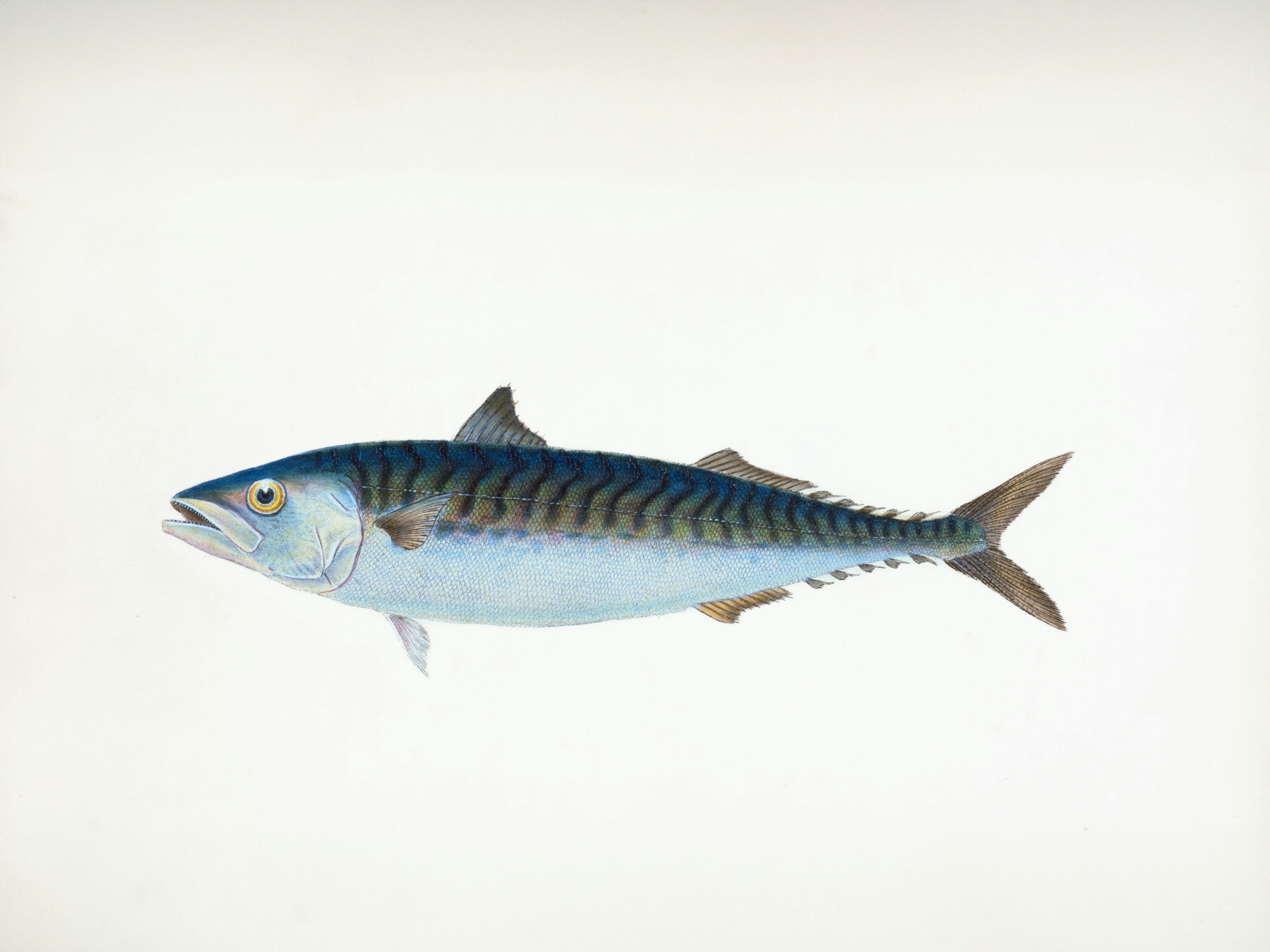 What Happens When a Fish Is No Longer Sustainable? Mackerel Update
