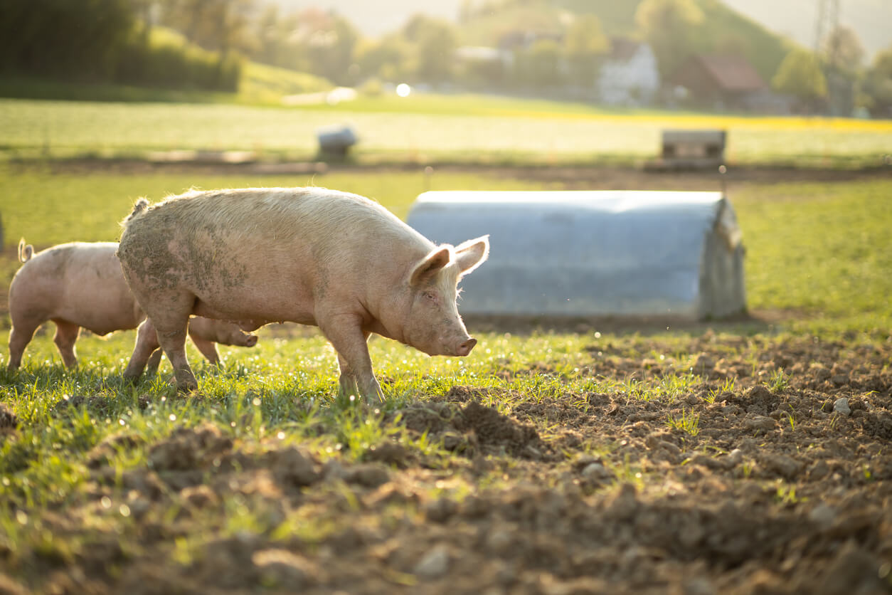 Transparency in Pig Welfare: What 'Outdoor Bred' vs. 'Organic' Really Tells You