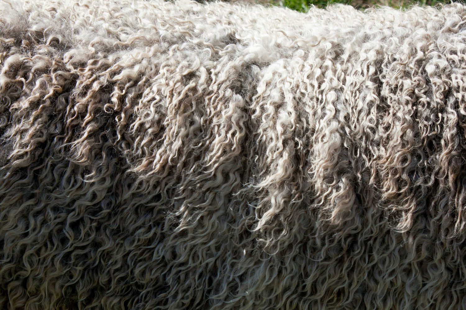 Celebrating Wool Month - Nature’s Wonder Fibre at Eversfield Organic