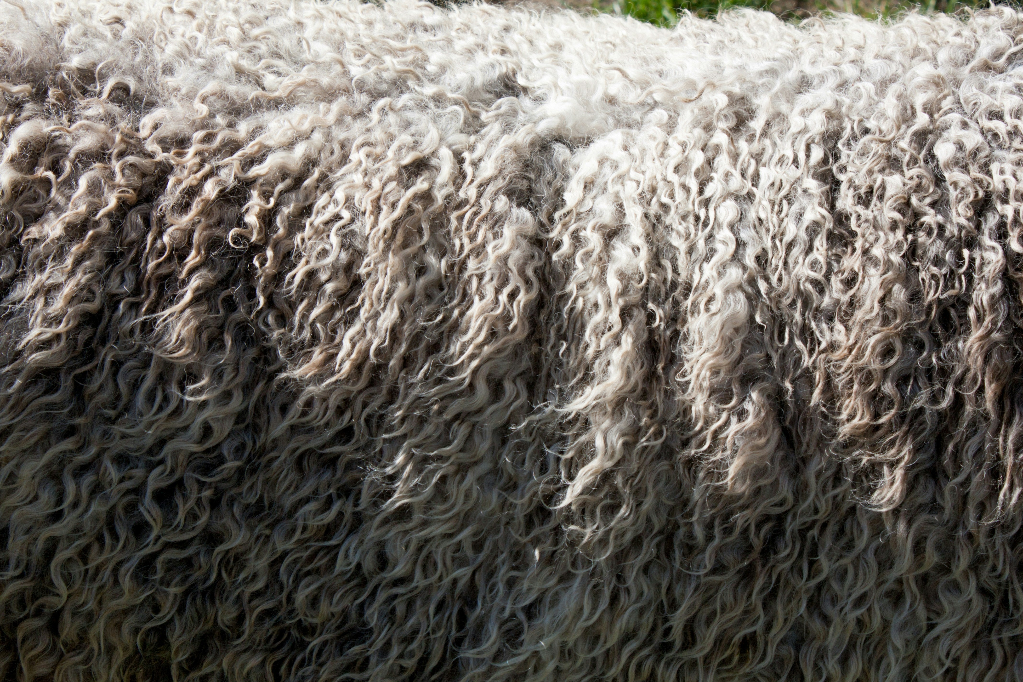 Celebrating Wool Month - Nature’s Wonder Fibre at Eversfield Organic
