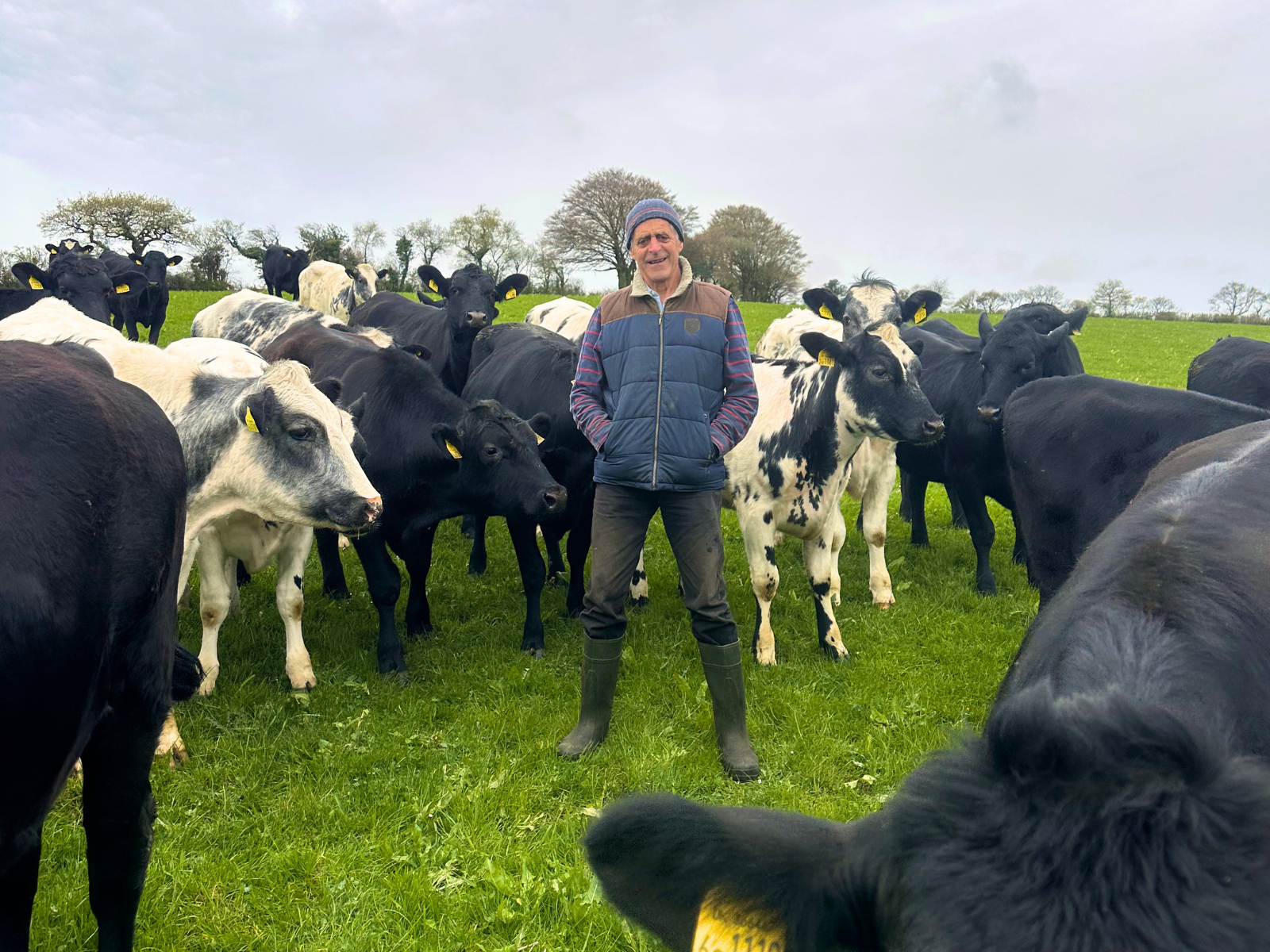 Meet Your Lamb and Beef Farmer: Bowden Farm, Dartmoor