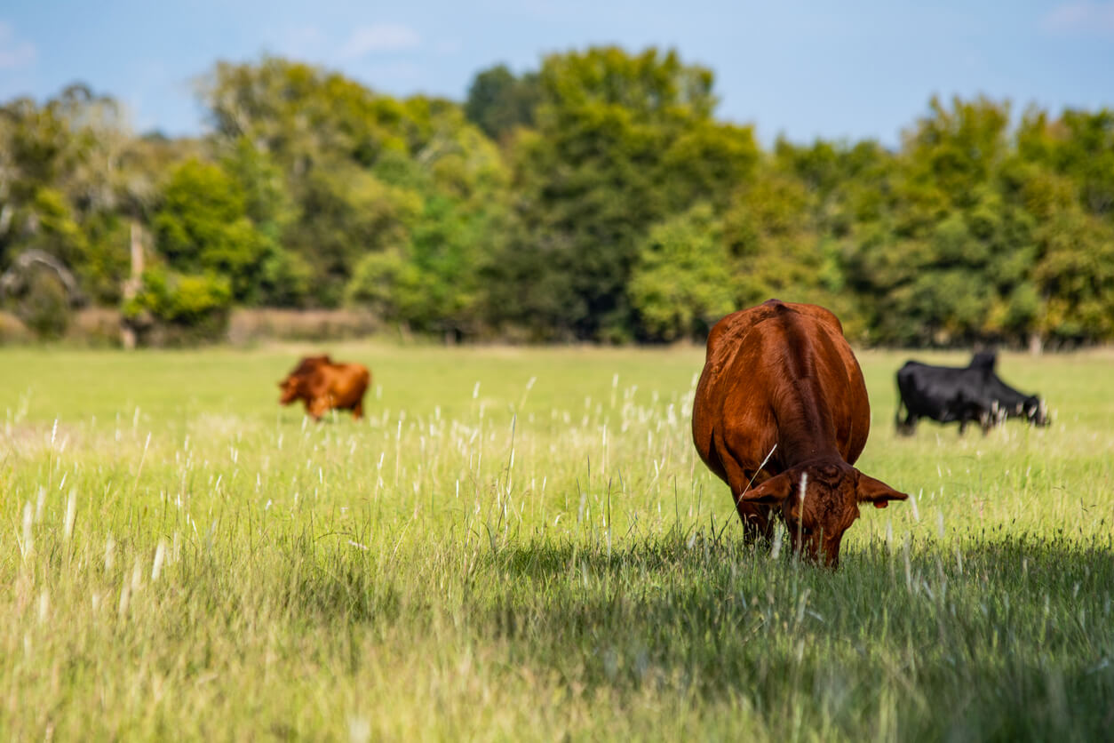 Why Regenerative Grazing Makes Organic Beef Taste Better