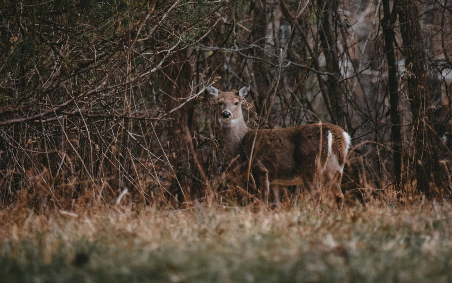 Mastering Venison: Cooking Tips, Flavour Insights, and Sustainable Choices